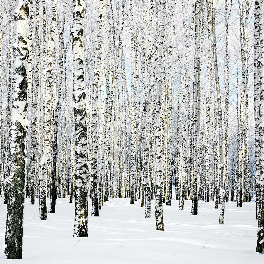 Fotomural XXL 3 - Birchinwinter
