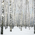 Fotomural XXL 3 - Birkenimwinter