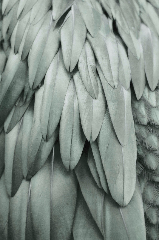Feathers2