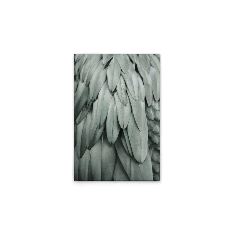 Feathers2