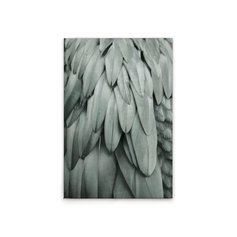 Feathers2