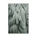 Feathers2