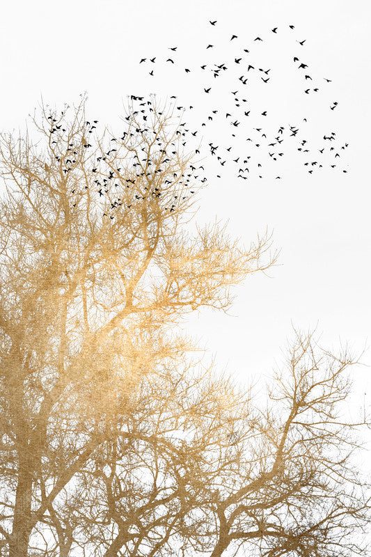 GoldenSkies