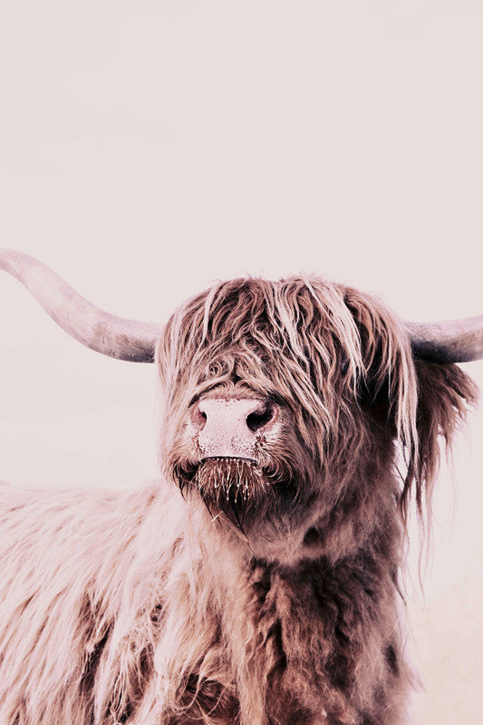 HighlandCattl1