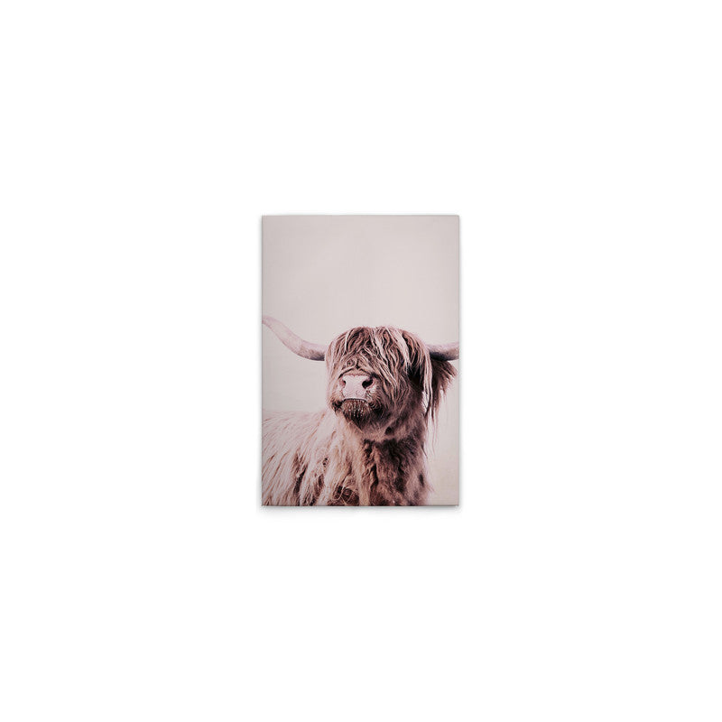 HighlandCattl1
