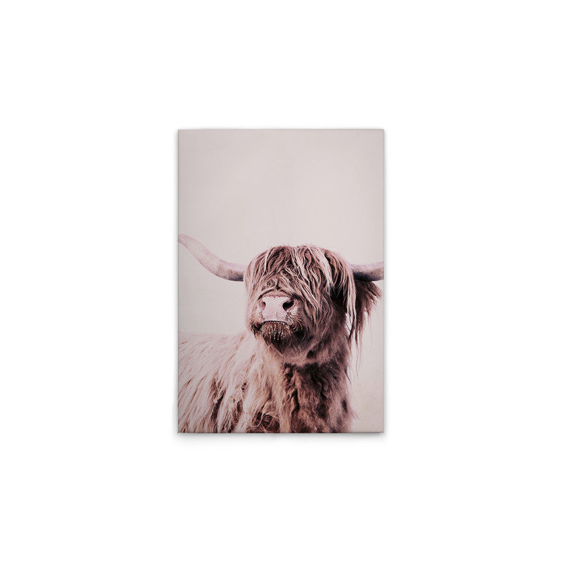 HighlandCattl1
