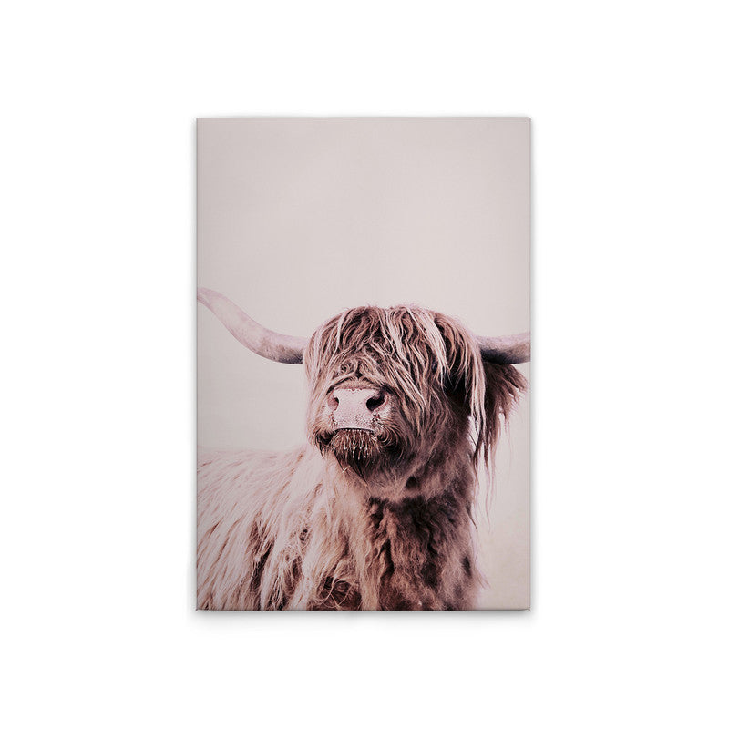 HighlandCattl1