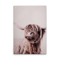 HighlandCattl1