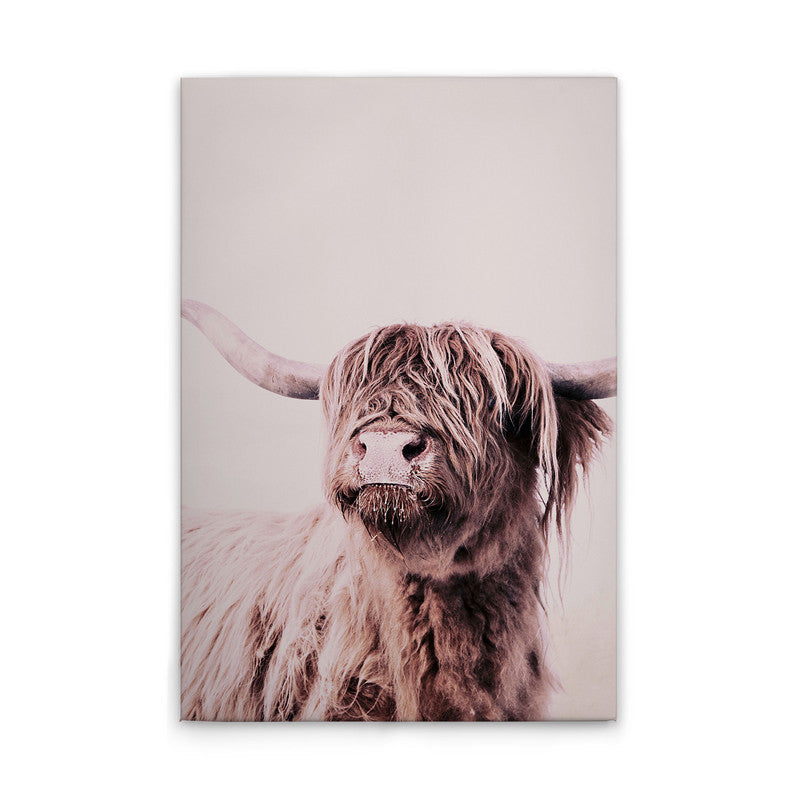 HighlandCattl1