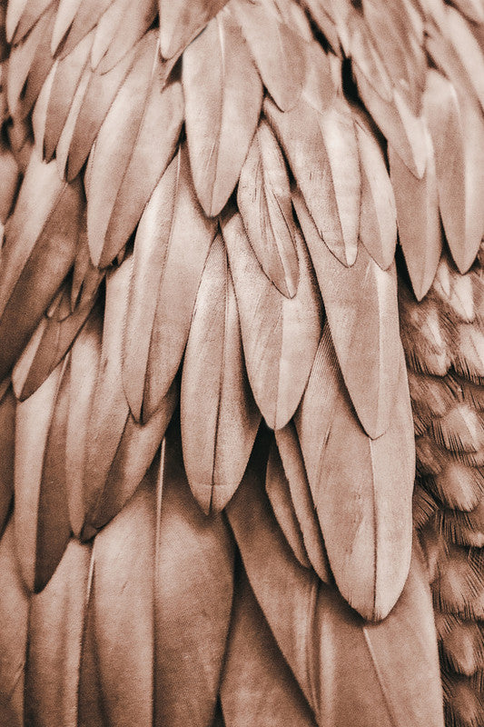 Feathers1