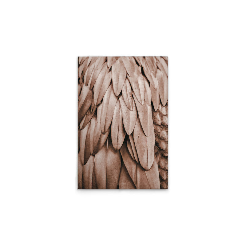 Feathers1