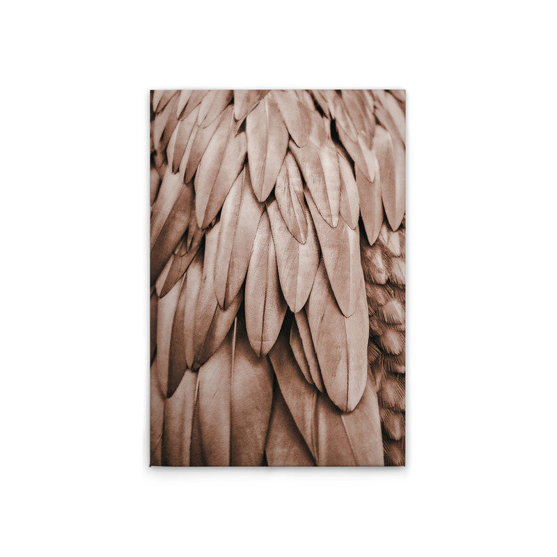 Feathers1
