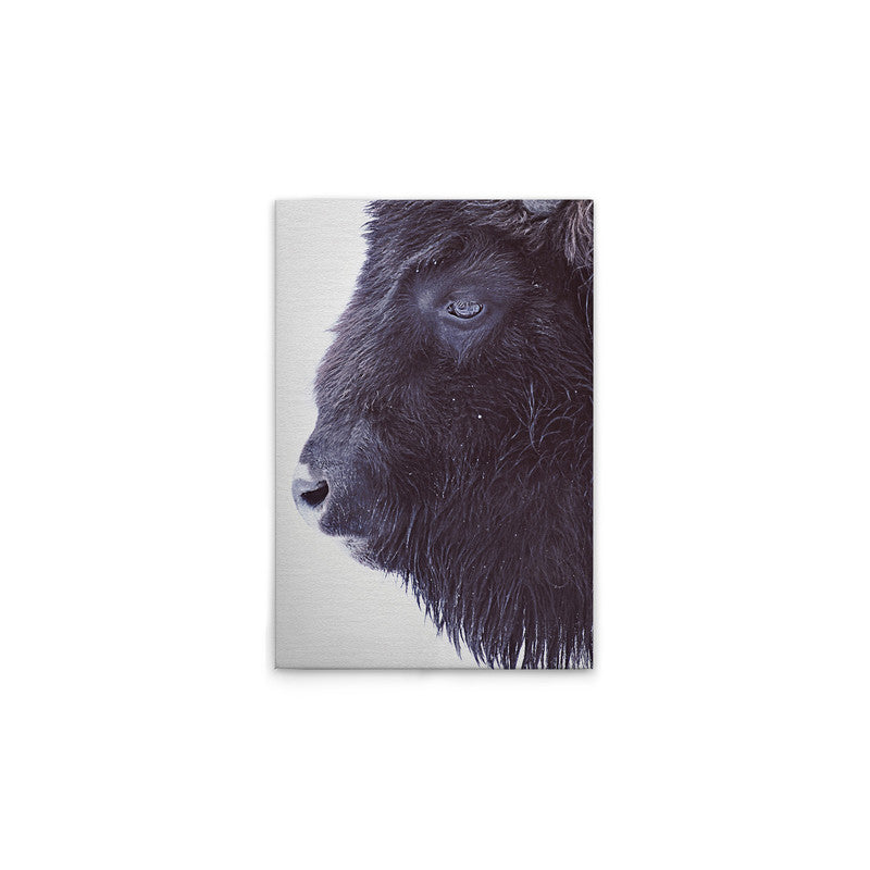 BlackBuffalo