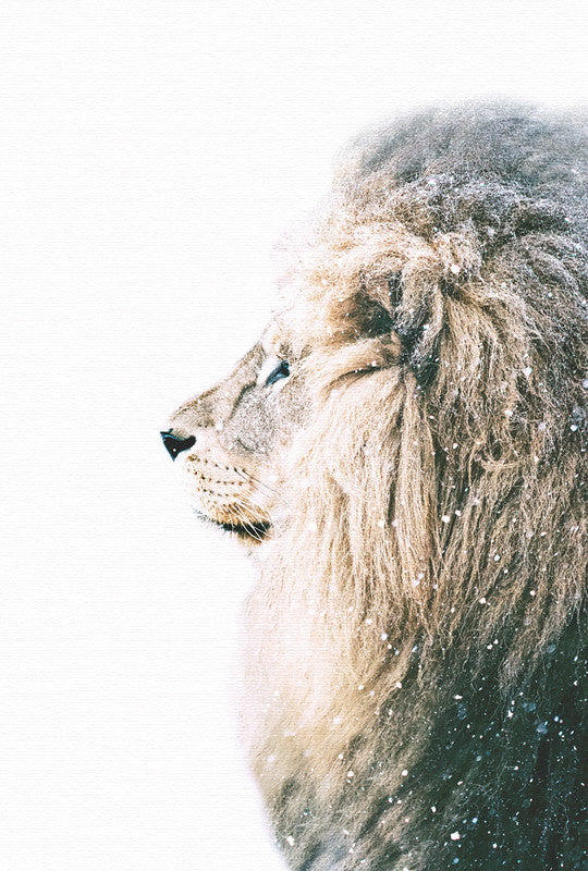 LionInSnow
