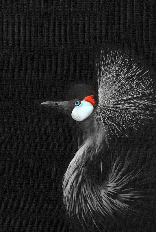 CrownedCraneBl