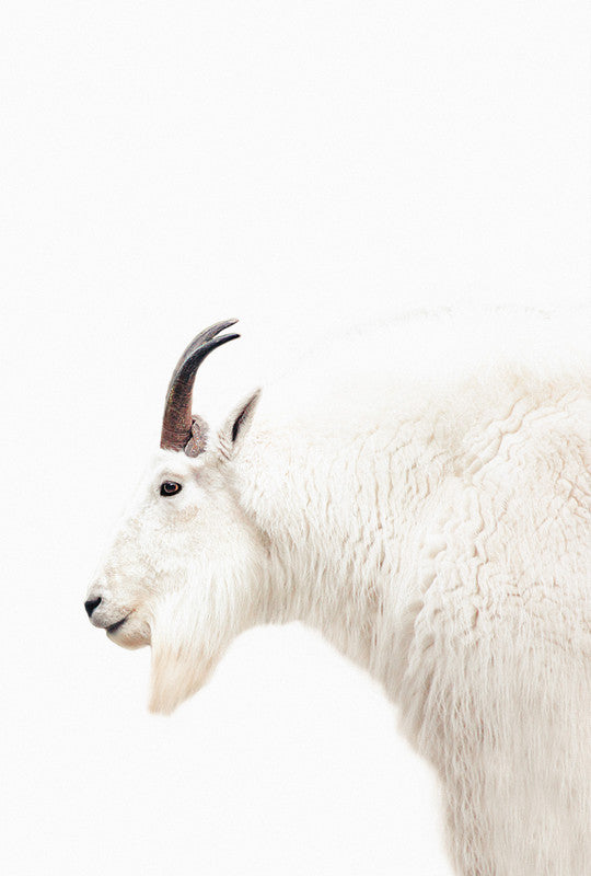 MountainGoat