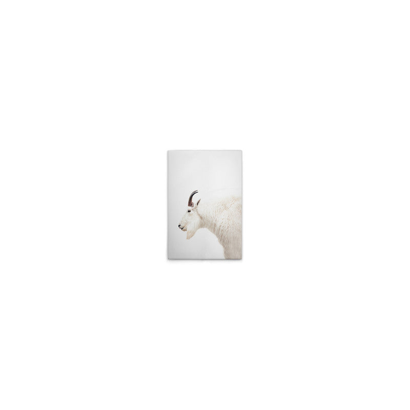 MountainGoat