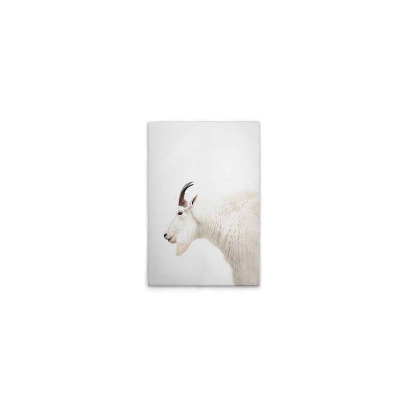 MountainGoat