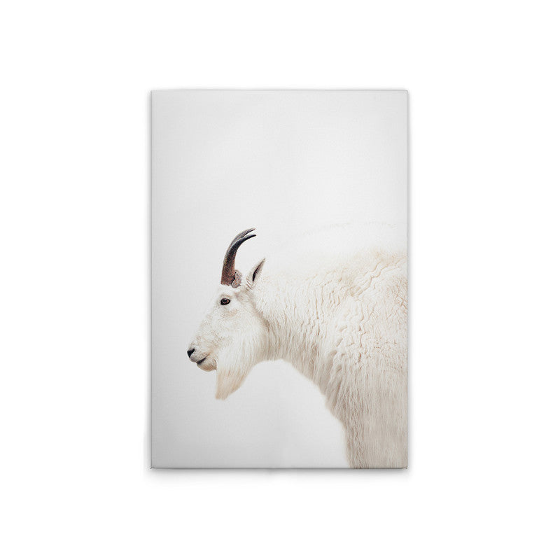 MountainGoat