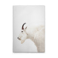 MountainGoat