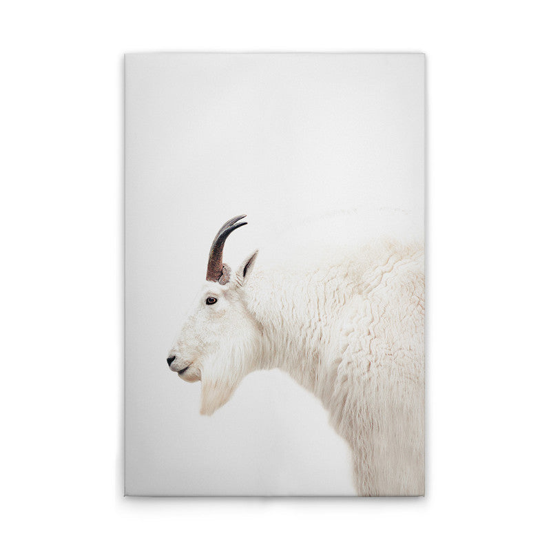 MountainGoat
