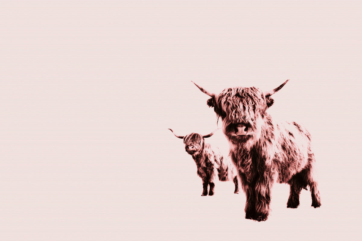 HighlandCows