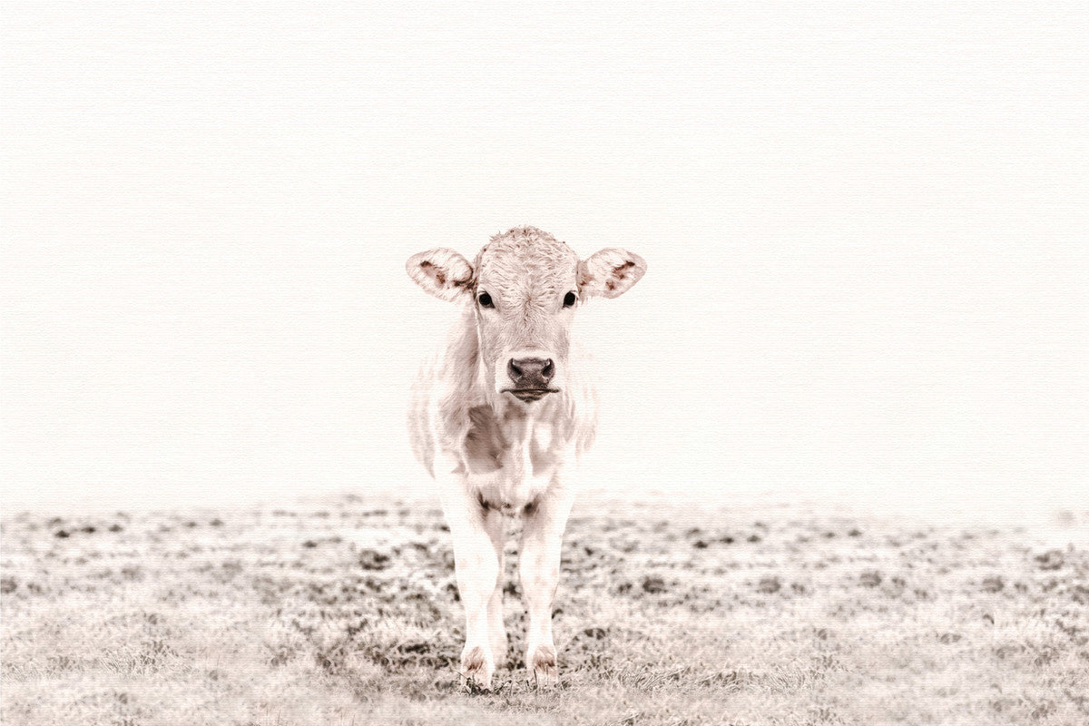 HighlandCattl3