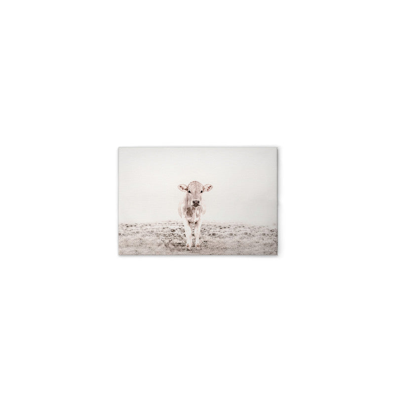HighlandCattl3