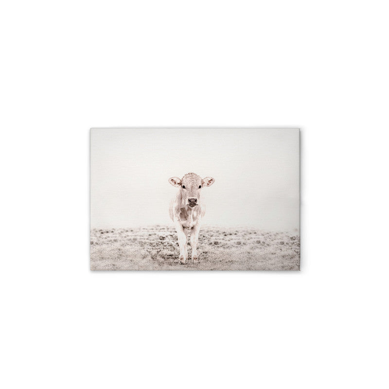 HighlandCattl3