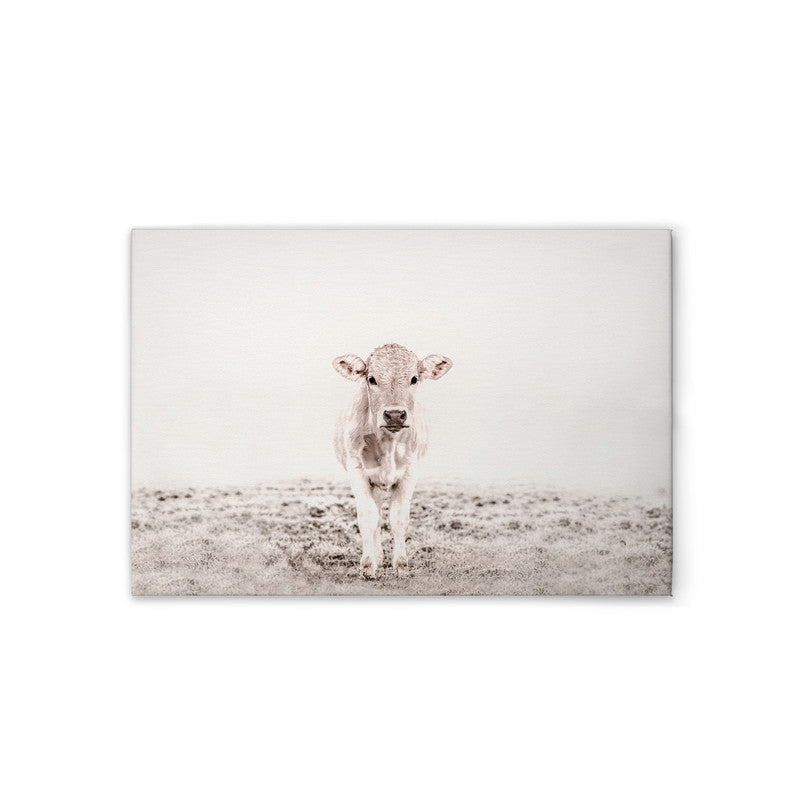HighlandCattl3