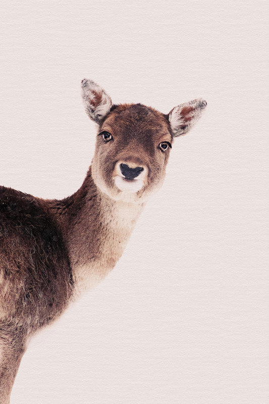 DeerRose