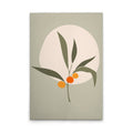 Olive3