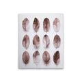 Feathers Mau