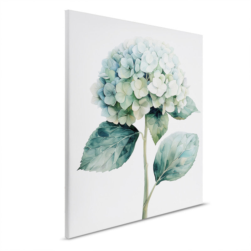 Hortensie Bl
