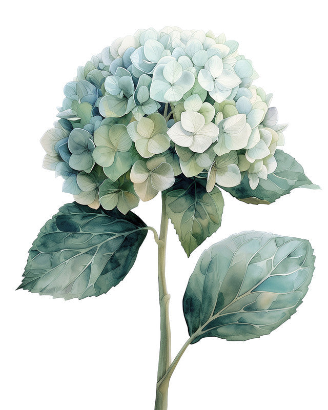Hortensie Bl