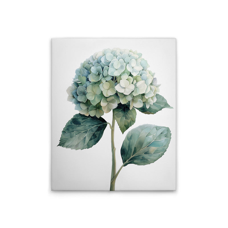 Hortensie Bl