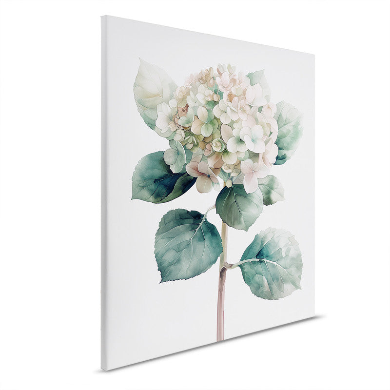 Hortensie Ro