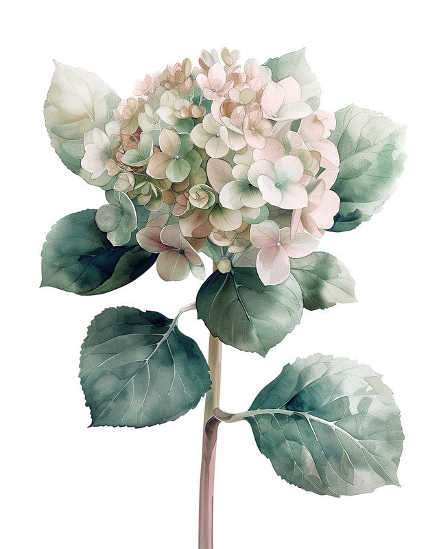 Hortensie Ro