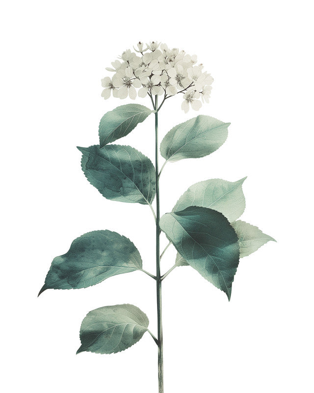 HortensieBlanc