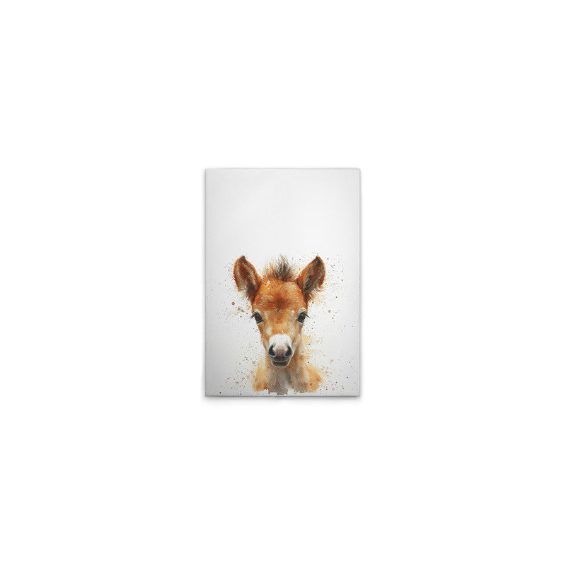Foal