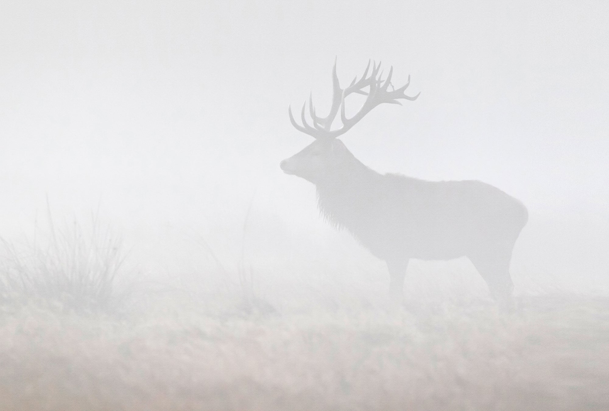 Fototapete im Digitaldruck Fototapete Grau Natur