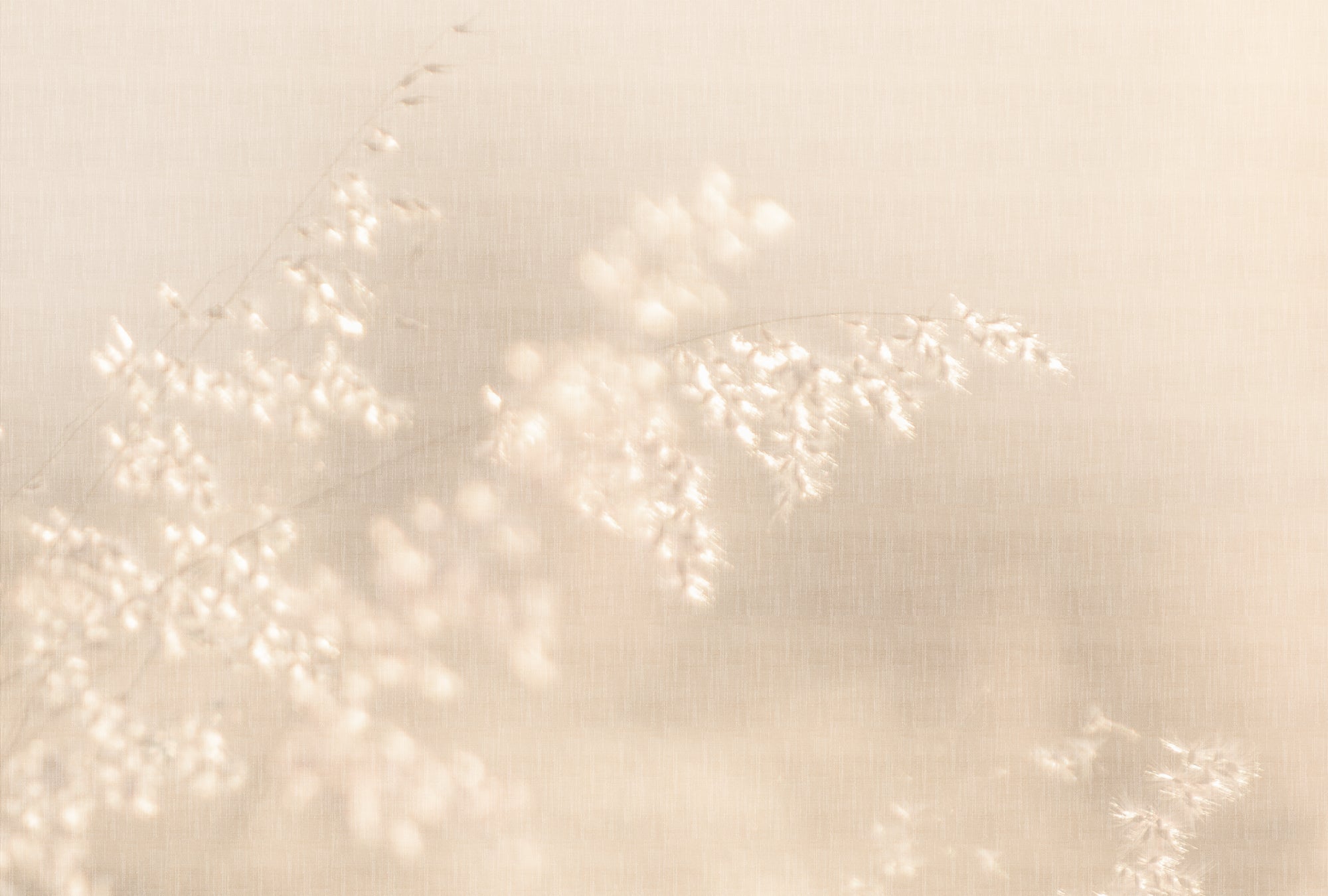 Fototapete im Digitaldruck Fototapete Beige Floral