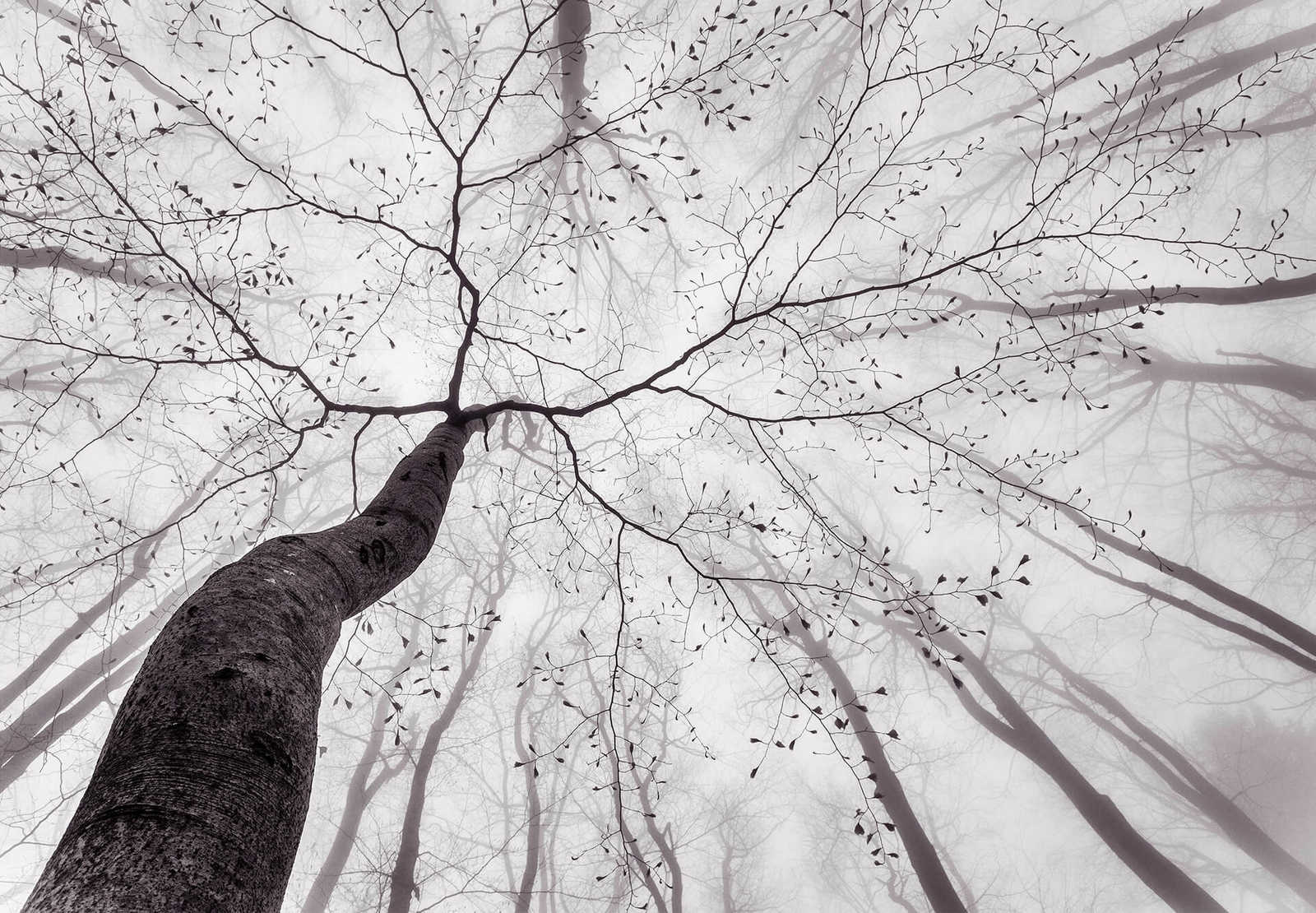 Fotomural Nature mural treetops in the mist - grey, white - DD Motive 2