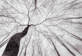 Fotomural Nature mural treetops in the mist - grey, white - DD Motive 2