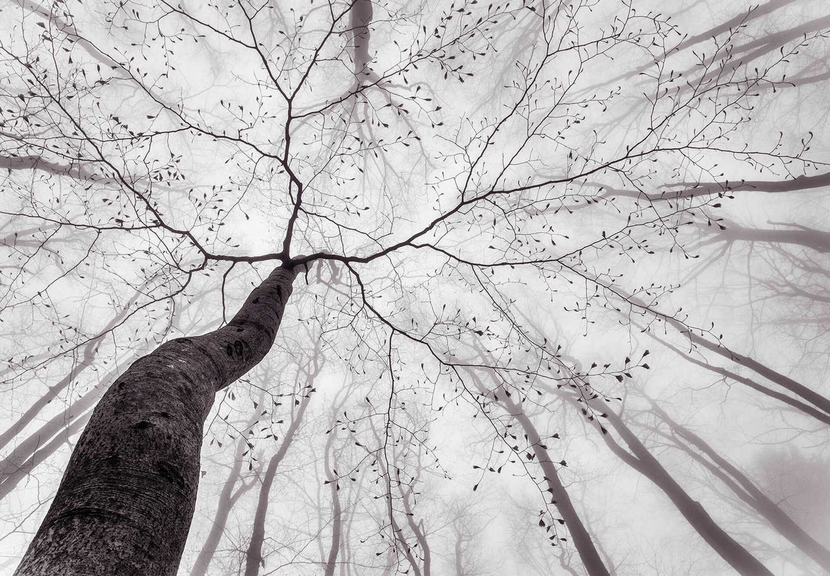 Fotomural Nature mural treetops in the mist - grey, white - DD Motive 2