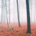 Fotomural Photo wallpaper cloud forest with red autumn leaves - AP Digital 3