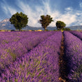 Fotomural Nature Wallpaper Field with Lavender - Premium Smooth Non-woven - XXL 2
