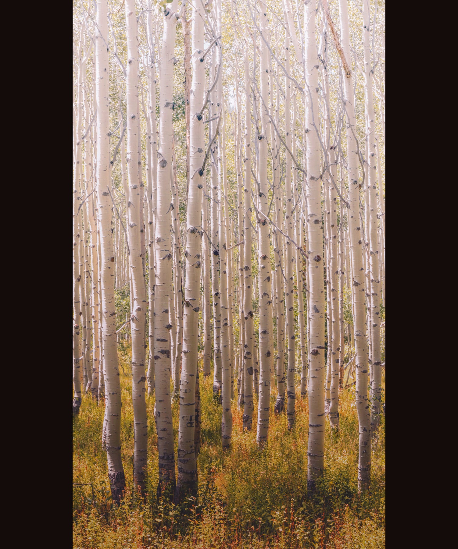 Papel Pintado Grandeco OROM 2 - A42601 - Imagen 1