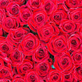 Fotomural XXL 2 - Rote Rosen