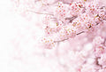 Fotomural Photo wallpaper pink flowers - pink, white - DD Motive 2